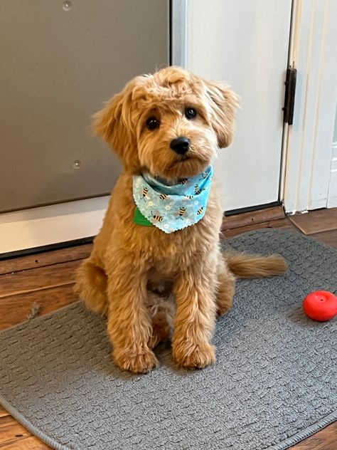 A cavapoo puppy with a teddy bear haircut after his first grooming Dog Haircuts Cockapoo, Doodle Puppy Haircut, Teddy Bear Cut Cockapoo, Cockapoo Summer Haircut, Short Cockapoo Haircut, Mini Doodle Haircut Styles, Cavapoochon Grooming Styles, Cockapoo Puppy Haircut, Cockapoo Haircut Styles Short