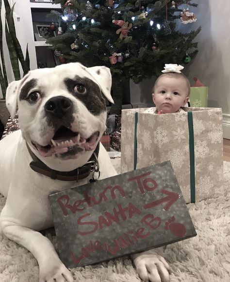 Christmas card photo idea with baby and dog Baby And Dog Christmas Card, Dog And Baby Christmas Photo, Baby And Dog Christmas Photo, Baby Pictures Christmas, Christmas Card Photo Ideas With Dog, Noir Photoshoot, Toddler Christmas Photos, Newborn And Dog, Baby Christmas Card