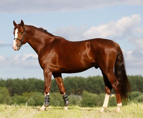 Alt-Oldenburger (Ostfriese) - Pferde-Pferderassen.de Oldenburg Horse, Dutch Warmblood, Horse Breeder, Warmblood Horses, Horse Facts, Paint Horse, Horse Dressage, Types Of Horses, American Quarter Horse