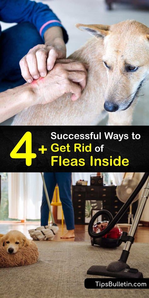 Learn how to prevent and kill fleas with home remedies and proper flea control techniques. Use a flea comb to remove an adult flea, flea shampoo to kill flea larvae, and treat your carpeting and bedding to eliminate flea eggs. #howto #getridof #fleas #inside #house Fleas Remedies For House Carpet, How To Kill Fleas In Your House, Diy Flea Spray, Kill Fleas In House, Diy Flea Killer, Kill Fleas In Carpet, Flea Spray For House, Flea Bomb, Kill Fleas On Dogs