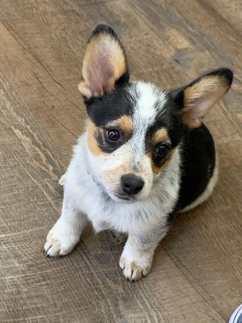 Cowboy Corgi: The Complete Guide Cowboy Corgi, Corgi Puppies For Sale, Corgi Puppies, Aussie Puppies, Cuddle Buddy, Corgi Puppy, The Cowboy, Corgi Dog, Cattle Dog