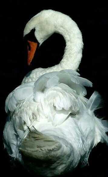 Shake your tail feathers. ~ETS #swan Swan Pictures, Swans Art, Mute Swan, Afrique Art, Beautiful Swan, White Swan, Poses References, Swan Lake, Pretty Birds