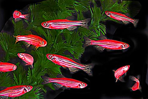 Danios Fish Tank, Galjoen Fish, Ranchu Gold Fish, Reef Fish Photography, Zebra Danios Fish, Aquascaping, Freshwater Fish, Fish Tank, Plant Leaves