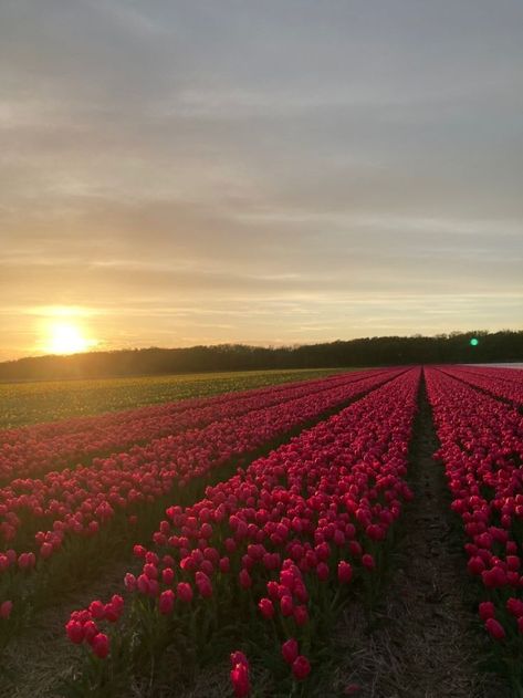 Tulips Bloom, Field Of Tulips, Nothing But Flowers, Flower Therapy, Spring Aesthetic, Alam Yang Indah, Nature Aesthetic, Flowers Nature, Flower Field