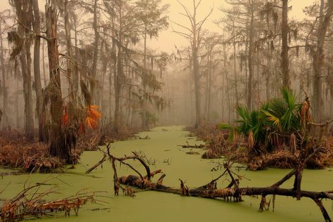 Dagobah, Louisiana. Moss Growing, Louisiana Swamp, Swamp Tours, Eerie Places, Louisiana Bayou, Terra Santa, Scary Places, Machu Picchu, Narnia