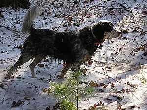 Llewellyn Setter - The Pet Wiki Pretty Setters, Llewellyn Setter, Blue Belton English Setter, Irish Setter Puppy, Gorden Setter Dog, Bird Hunter, House Pets, Obedience Training, Animal House