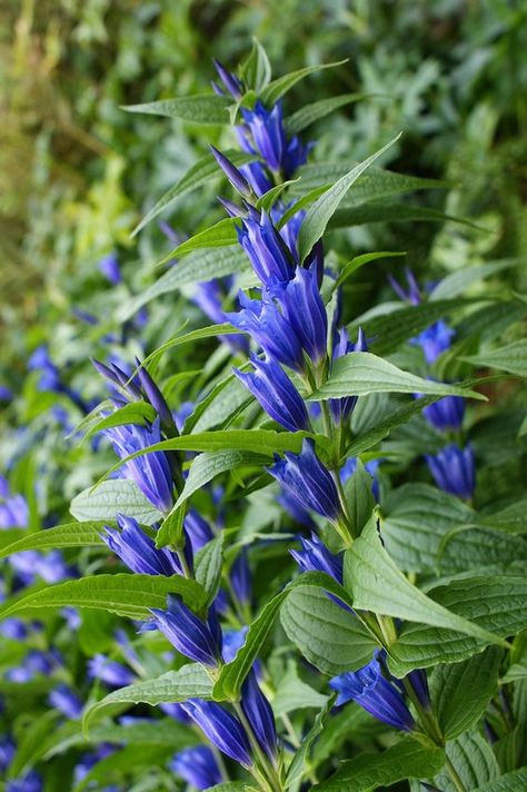 Gentian Flower, Alpine Flowers, Horse Guards, Blue And Purple Flowers, Beautiful Flowers Photos, Flower Landscape, Flower Names, Woodland Garden, Plant List