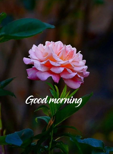 Gm Images, Good Morning Sweetheart Quotes, Rose Flower Pictures, Flowers Photography Wallpaper, Pretty Rose, Beautiful Pink Flowers, Good Morning Images Flowers, Wallpaper Nature Flowers, Good Morning Picture