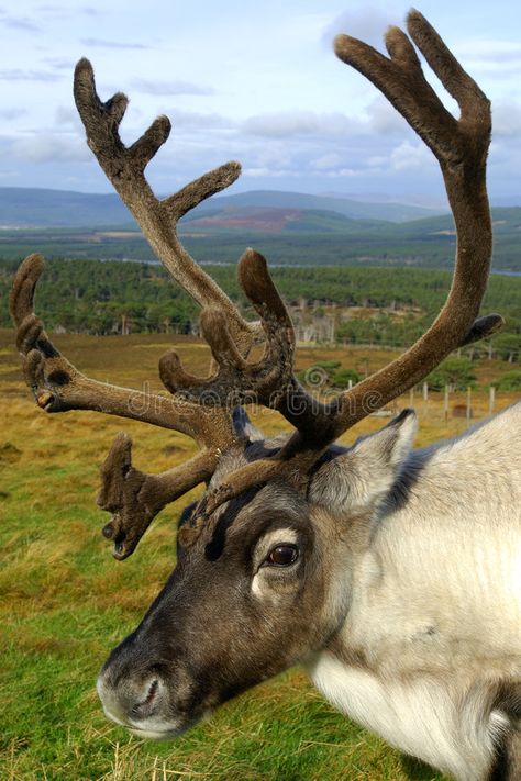 Reindeer Drawing, Conservation Projects, Moose Deer, Scotland Vacation, Wild Animals Photography, Ghost World, Wild Deer, Reindeer Head, Reindeer Face