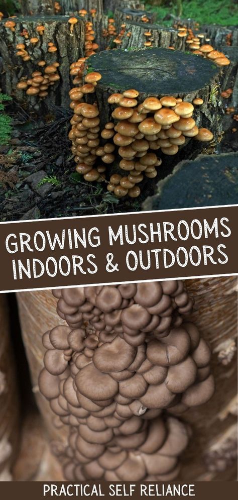 Learn the secrets to growing mushrooms indoors and outdoors with this easy-to-follow guide. From lion's mane to wine cap mushrooms, you’ll discover how to grow these delicious varieties in your garden or home. Start your mushroom cultivation journey today! Find more mushroom cultivation, wild mushroom recipes, indoor gardening, and Organic Gardening Tips at practicalselfreliance.com. Grow Mushrooms At Home From Scraps, How To Grow Magic Mushrooms, Growing Psylocibin Mushrooms, How To Grow Lions Mane Mushrooms, Growing Lions Mane Mushrooms, How To Grow Mushrooms At Home, Mushroom Growing At Home, Wine Cap Mushrooms, Mushroom Gardening