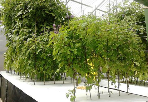 15 Benefits of Aeroponic Growing - Off Grid World Aeroponic Potatoes, Aeroponic Farming, Potato Farming, Hydroponics Setup, Aeroponic System, Aquaponics Kit, Outdoor Survival Gear, Small Pots, Small Vegetable Gardens