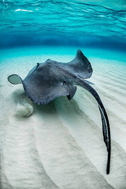 Manta Ray From Above, Sting Ray Photography, Manta Ray Photo, Sting Ray Aesthetic, Manta Ray Photography, Sting Ray Drawings, Stingray Photography, Stingray Photo, Sting Ray Art