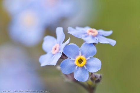 17b-22826 Alaska Wildflowers, Alaska Fireweed, Alaska Photos, Wildflower Photo, Denali National Park, Wedding Mood Board, Wedding Mood, Forget Me Not, Garden And Yard