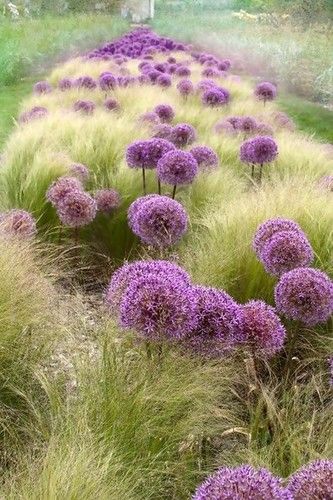 allium en stipa | Adriana verhagen | Flickr Prairie Garden, Meadow Garden, Grasses Landscaping, Front Landscaping, Grasses Garden, Have Inspiration, The Secret Garden, Plant Combinations, Ornamental Grasses