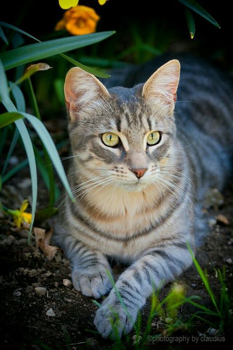 Hi there! My name is Irismoon, and I'm a pale gray tabby she-cat. My brother is Ivorydust, and he's always been with me. Ever since I was a kit, I've been sick and weak. But now that I'm with Deltaclan, I've been able to stand on my own paws for once! I don't have a mate or kits, but I love helping around the nursery. Ivorydust and I will always be close, but he's always so busy hunting and patroling, I'm a little lonely by my self now. But I've got the clan, and they'll always stand by me. Silver Tabby Cat, Haiwan Peliharaan, Warrior Cat, Domestic Cat, Cute Cats And Kittens, Warrior Cats, Beautiful Cat, The Grass, Pretty Cats