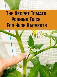 Prune Tomato Plants, Tomato Suckers, Pruning Tomato Plants, Tomato Pruning, Tomato Harvest, Tips For Growing Tomatoes, Growing Tomato Plants, Vegetable Garden Tips, Tomato Plant