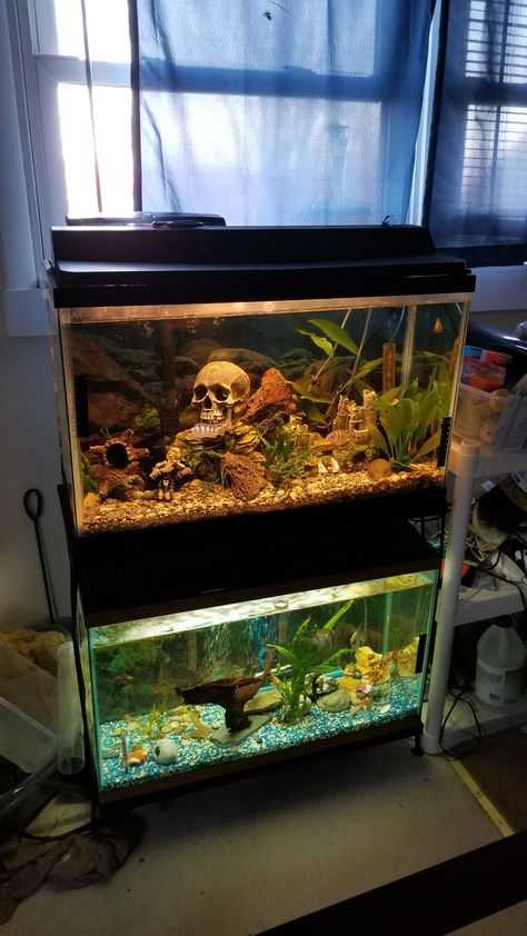 Final days for the two 29 gallon tanks. The angelfish will be moved to a 47 gallon column tank. The African cichlids will be moved to a 55 gallon tank. I'm going to have to sell the 2 29 gallon tanks and stand. Ten Gallon Fish Tank Ideas, 55 Gallon Tank, 10 Gallon Fish Tank, Community Tanks, Tropical Fish Aquarium, Betta Tank, Aquarium Ideas, African Cichlids, 55 Gallon