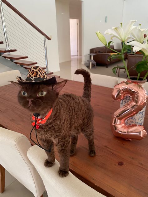 Devon Rex Cat, Devon Rex Cats, Dream's Cat, Rex Cat, Devon Rex, Pretty Animals, Cute Animal Photos, Cute Cats And Kittens, Silly Cats