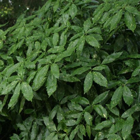 Japanese Laurel, Spotted Laurel, Aucuba Japonica, Shade Shrubs, Foundation Planting, Garden Shrubs, Plant Guide, Fine Gardening, Evergreen Plants