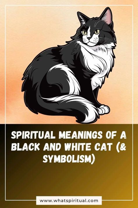 10 Spiritual Meanings of a Black and White Cat (& Symbolism) 2 Cat Symbolism, Aura Colors Meaning, Black And White Cats, Red Meaning, White And Black Cat, Grey And White Cat, Mean Cat, Black And White Cat, Color Meanings