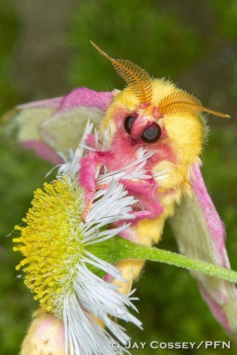 Rose Maple Moth, Maple Moth, New England Christmas, Rosy Maple Moth, Moth Species, Cute Moth, Beautiful Insects, Mantis Shrimp, Cool Insects