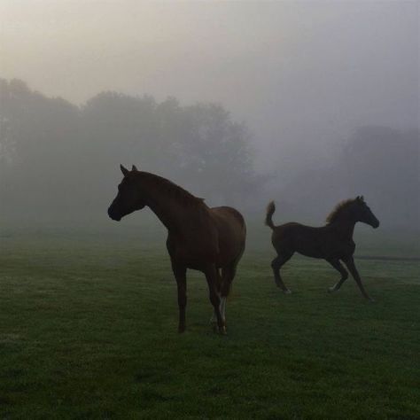 Horsey Life, Dark Artifices, Equestrian Aesthetic, Horse Aesthetic, The Dark Artifices, Helen Keller, Winona Ryder, Horse Life, Edgar Allan Poe