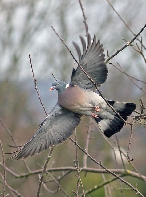 Wood Pigeon Wood Pigeon Tattoo, Pigeon Flying, Feral Pigeon, Flying Pigeon, Dove Hunting, Wild Birds Photography, Wood Pigeon, Dove Pigeon, Fear Of Flying