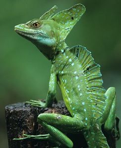 Basilisk Lizard, Desert Lizards, Regard Animal, Human Evolution, Dragon Sculpture, Dead Cells, Unusual Animals, Types Of Animals, Pet Hacks