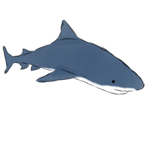 ✨Shark✨ Doodle Png, Shark Drawing, Art Doodles, Goofy Drawing, Shark Swimming, White Sharks, Sharks, Doodle Art, Sketch Book