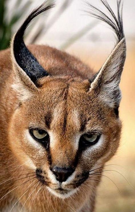 Caracal Cat, Small Wild Cats, Serval Cats, Exotic Cats, Cat Family, Lynx, Exotic Pets, Animal Photo, Beautiful Cats