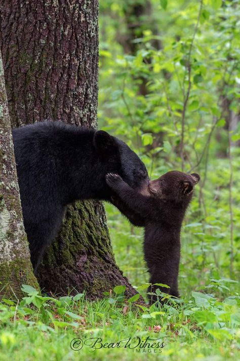 Bears Photography, Grizzly Bear Photography, Bear Photography, Black Bear Cub, Animal Conservation, Mother Bears, Black Bears, Bear Photos, Bear Cub