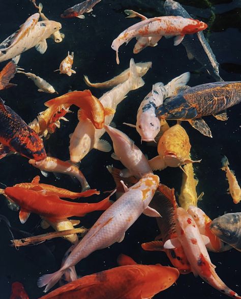 #aesthetic #fish #instagram Karp Koi, Photowall Ideas, Fish Swimming, Arte Inspo, Aang, Koi Fish, Anaheim, 그림 그리기, Wall Collage