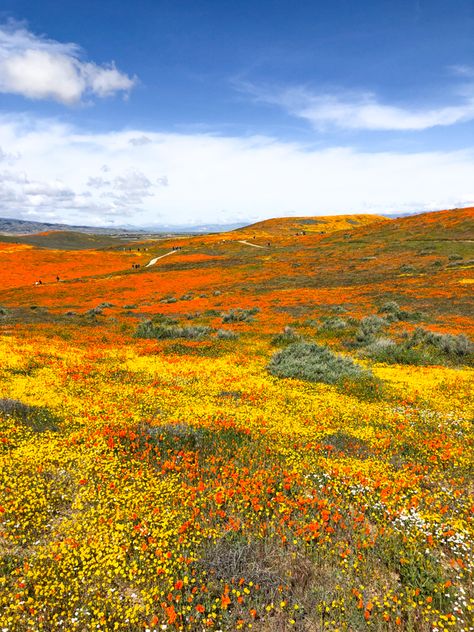 Superbloom Aesthetic, California Superbloom, Antelope Valley Poppy Reserve, Flower Meadows, Paint Inspo, Hope Valley, Lake Elsinore, Hope In God, Phone Aesthetic