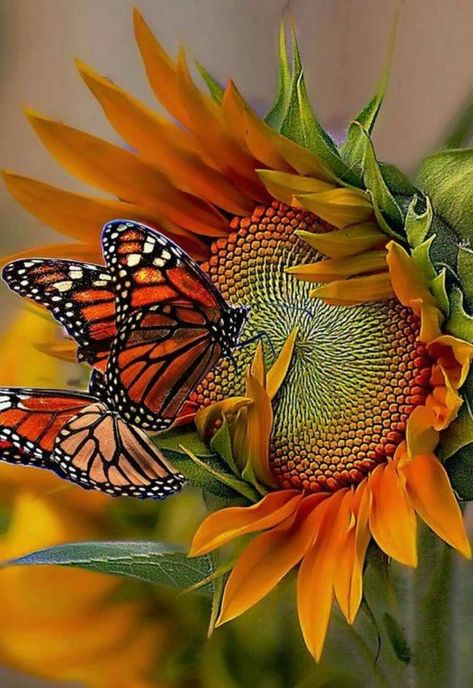 Beautiful Butterfly Pictures, Beautiful Butterfly Photography, Sunflower Pictures, Sunflower Wallpaper, Butterfly Photos, Beautiful Bugs, Butterfly Pictures, 수채화 그림, Sunflower Art