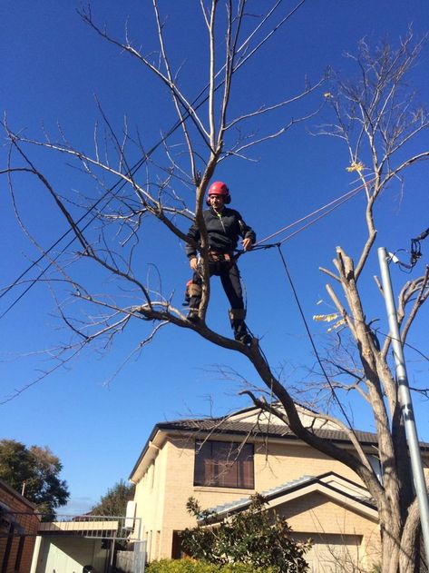 Tree Pruning Sydney Tree Lopping, Stump Grinding, Tree Removal Service, Stump Removal, Land Clearing, Tree Felling, Tree Garden, Tree Pruning, Tree Removal