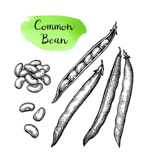 Common bean pods. Ink sketch isolated on white background. Hand drawn vector illustration. Retro style. Bean Pods, Hand Drawn Vector Illustrations, Hand Drawn Vector, Ink Sketch, Botanical Drawings, Retro Illustration, Style Retro, Retro Style, Retro Fashion