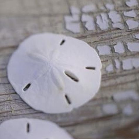 Sand dollars need to be cleaned well before use. Sand Dollar Craft, Sand Dollar Art, Shells And Sand, Sand Dollars, She Sells Seashells, Shell Beach, Seashell Art, Beach Crafts, Seashell Crafts