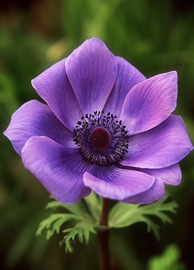 Violet Anemone - The beauty of nature & macro photography by: jimbenest.com Anenome Flower, Macro Photography Nature, Flower Reference, Nature Macro, Purple Garden, Anemone Flower, Airbrush Art, Floral Photography, Flower Inspiration