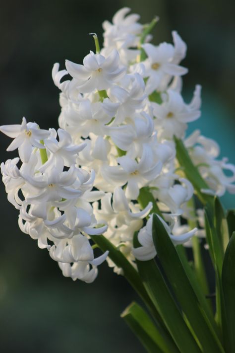 White Hyacinth Flower, White Hyacinth Aesthetic, White Hyacinth, Moonlight Garden, Purple Hyacinth, Water Animals, Moon Garden, Summer Water, Book Aesthetics