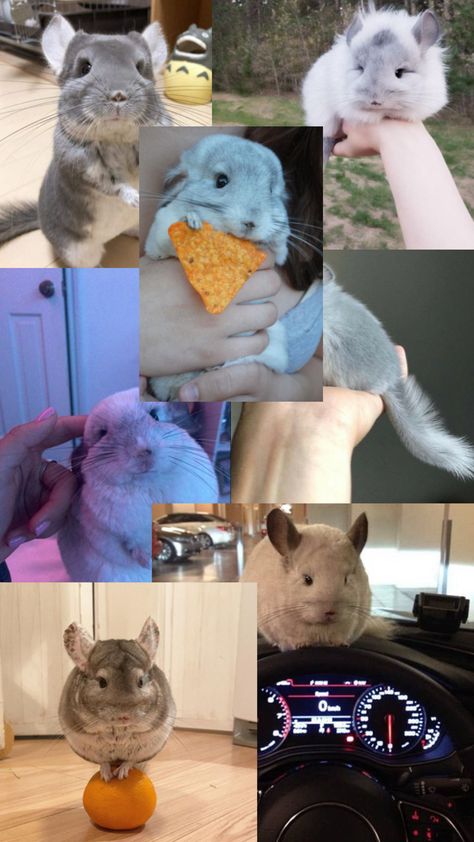 Chinchilla Wallpaper, Chinchilla Aesthetic, Chinchilla Cute, Cute Animal Photos, Animal Photo, Cute Little Animals, Cute Wallpapers, Aesthetic Wallpapers, Animal Lover