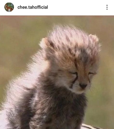 Baby Cheetah, Cheetah Cubs, Baby Cheetahs, Pretty Animals, Animal Sketches, Cute Wild Animals, Wildlife Animals, Silly Cats, Animal Planet