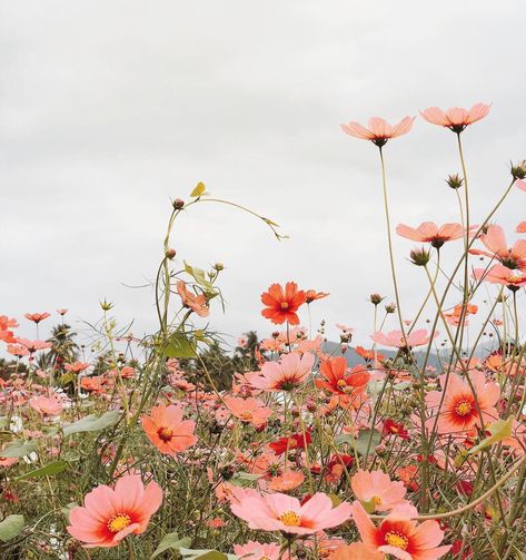 Beautiful springtime flowers Cover Ups Tattoo, Tanaman Pot, Spring Images, Image Nature, Spring Aesthetic, Nature Aesthetic, Flower Field, Flower Wallpaper, Flowers Photography