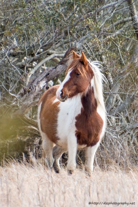 Gorgeous Horses, Paint Horses, Horse Coats, Paint Horse, Blue Roan, Horse Tips, Beach Baby, Horse Photography, Horse Painting