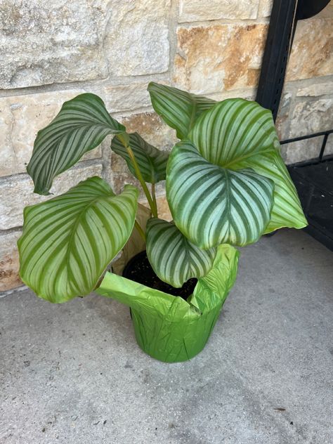 Prayer plant Goeppertia orbifolia (*fka Calathea orbifolia), a Bolivian native, is a houseplant known for its air purifying qualities & large ornamental leaves. Requires partial shade, humidity, & good drainage to thrive. Not toxic to pets. Propagated by division in early spring. Divide the plant into several new plants by dividig it at the roots. *~200 species formerly assigned to genus Calathea are now in genus Goeppertia. Calathea Orbifolia, Prayer Plant, Air Purifying, The Roots, Early Spring, House Plants, Plant Leaves, Plants, Flowers