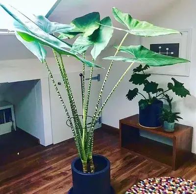 Alocasia Zebrina, Diy Planters Indoor, Big Indoor Plants, Small Indoor Plants, Plant Goals, Living Room Plants, Big Plants, House Plants Decor, Indoor Plant Pots