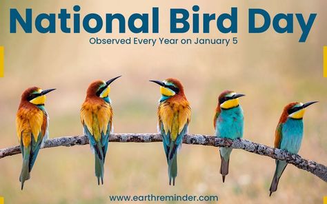 National Bird Day image National Bird Day, Bird Day, January 5th, Animal Advocacy, The Birds, D Day, The History, Birds, History