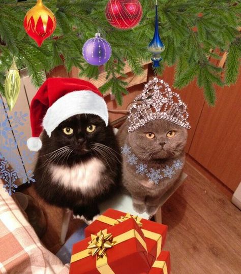 Cute Christmas Matching Pfp, Matching Christmas Pfp Friends, Christmas Pfp, Cute Christmas Outfits, Cat Pfp, Christmas Hats, Meowy Christmas, Pretty Christmas, Christmas Cat