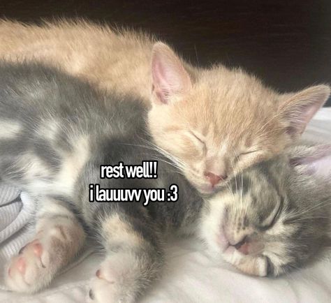 Cute Cat Messages, Cat Love You, I Love You Cat, Him <3, In Love Meme, Silly Love, Cats In Love, Rest Well, Moments In Time