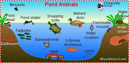 all sorts of diagrams etc for science activities for kids Pond Life Theme, Pond Habitat, Pond Animals, Pond Life, Kindergarten Science, Animal Habitats, Preschool Science, Forest School, Preschool Theme