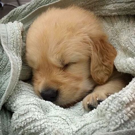 Such a cute Golden Retriever pup snuggled up in a blanket, I need one!! #love #puppy adorable Puppies Cutest, Golden Retriever Mix, Psy I Szczenięta, 골든 리트리버, Golden Retriever Puppy, Retriever Puppy, Professional Resume, Golden Retrievers